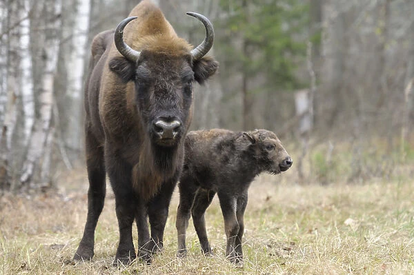 European Bison (Bison bonasus) calf and mother portrait