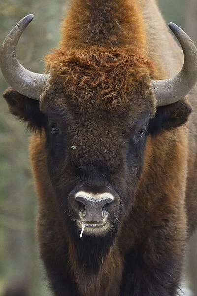 European bison (Bison bonasus), Drawsko Military area, Western Pomerania, Poland, February