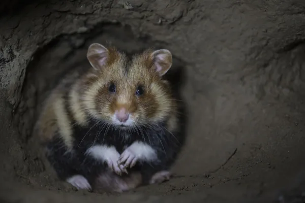 European hamster (Cricetus cricetus) male, in underground burrow, captive