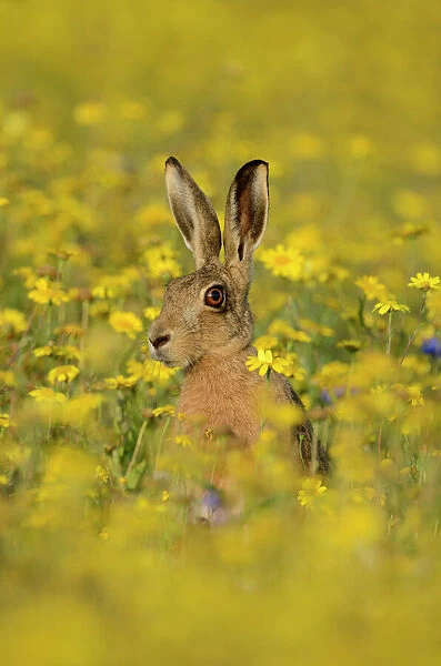 European hare (Lepus europaeus) in set aside field seeded with Corn Marigolds (Chrysanthemum