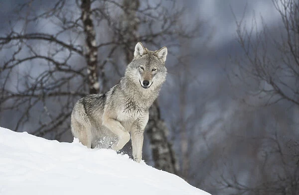 European Wolf (Canis lupis) adult female in boreal birch forest in winter, Bardu