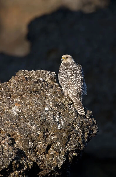 Female Gyrfalcon (Falco rusticolus) perched on rock, Myvatn, Thingeyjarsyslur, Iceland