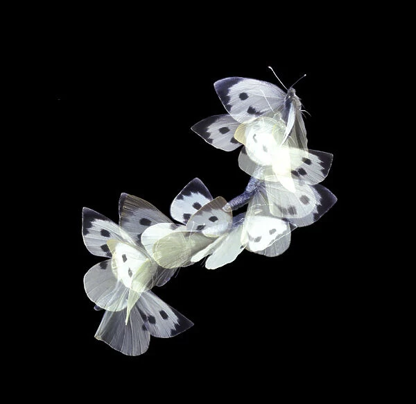 Female Large white  /  Cabbage white butterfly (Pieris brassicae) in flight, Surrey, UK