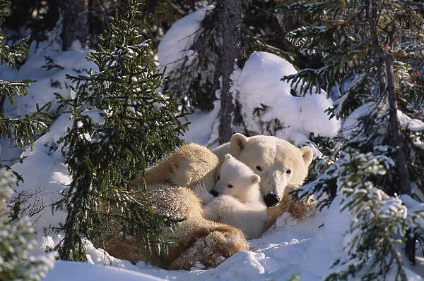 Female Polar bear with very small cubs {Ursus maritimus} Canada
