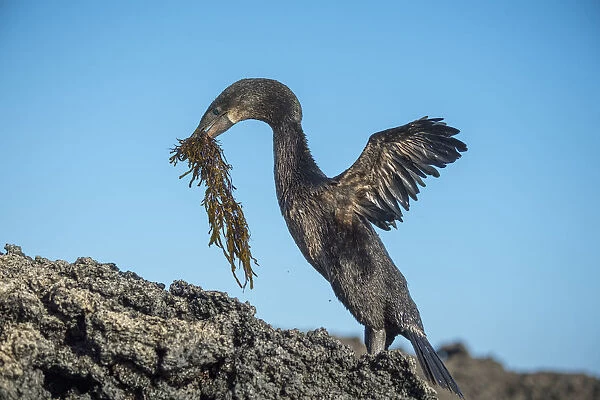 Flightless cormorant (Phalacrocorax harrisi) on rocks with nesting material in beak