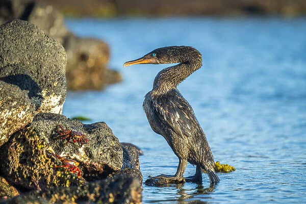 Flightless cormorant (Phalacrocorax harrisi), comoing ashore after fishing trip