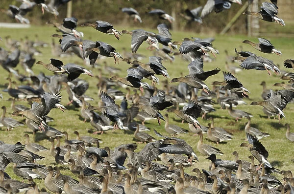 Flock of Pink-footed Geese (Anser brachyrhynchus) landing on grazing marshes, Holkham NNR