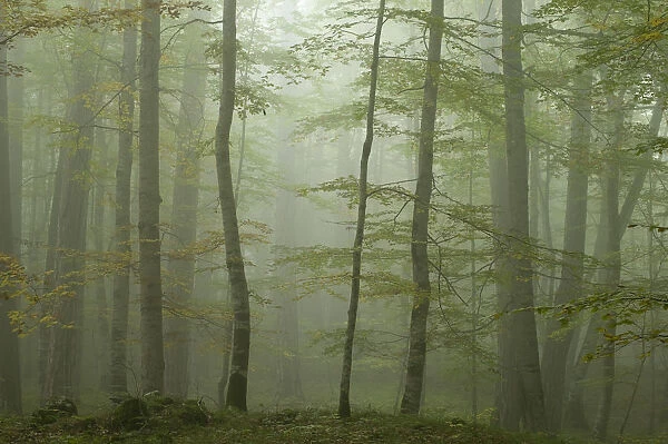 Forest with Beech trees and Black pines (Pinus nigra) in mist, Crna Poda Natural Reserve