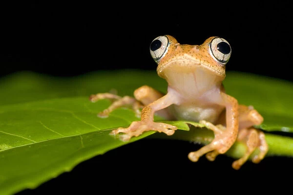 Frog 1+Boophis sp+2 on leaf, Madagascar