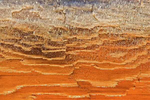 Detail of frost on Western Red Cedar (Thuja plicata). Vancouver Island, Canada, March