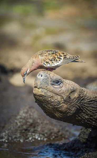 Galapagos dove (Zenadia galapagensis) on head of Galapagos giant tortoise
