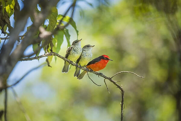 Galapagos vermilion flycatcher (Pyrocephalus nanus) male perched with fledglings