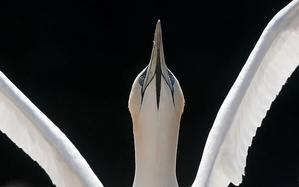 Gannet (Morus bassanus) adult wing stretching and looking up, Shetland Islands, Scotland