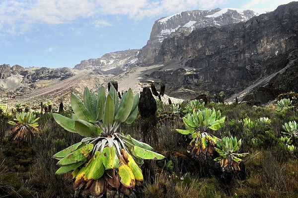 Giant groundsel (Dendrosenecio sp) at 4000m altitude on slopes of Mount Kilimanjaro