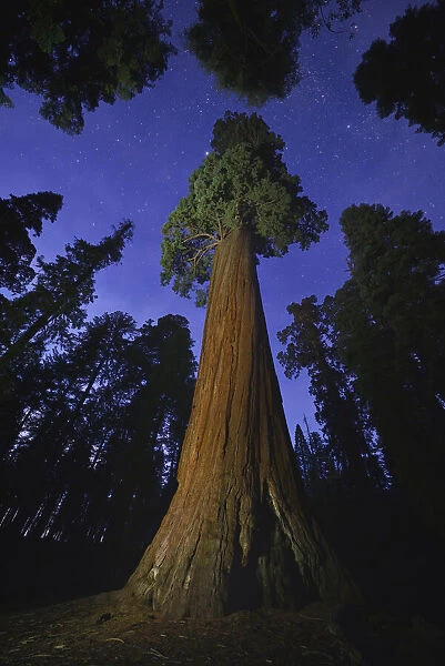 Giant sequoia (Sequoiadendron giganteum) tree in forest at night, view towards canopy and sky. Sequoia and Kings Canyon National Parks, California, USA. October 2013
