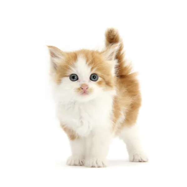 Ginger and white kitten looking at camera