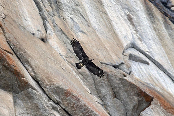 Golden eagle (Aquila chrysaetos) in flight in front of a vertical rocky mountain side