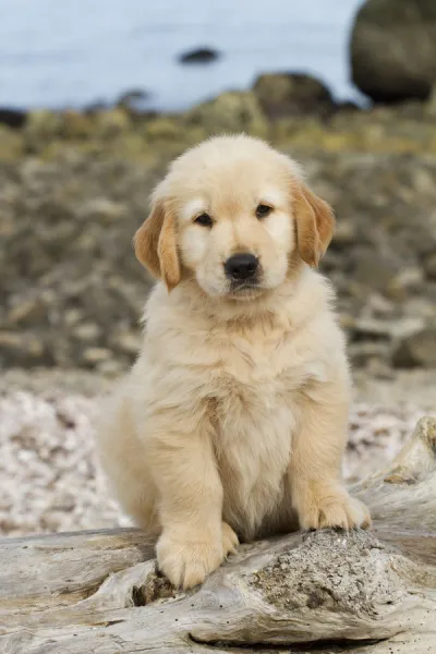 Golden retriever puppy, 7 weeks, sitting on driftwood log at beach, Madison, Connecticut