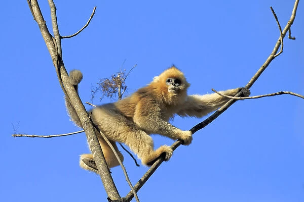 Golden snub-nosed monkey (Rhinopithecus roxellana) in tree, with blue sky