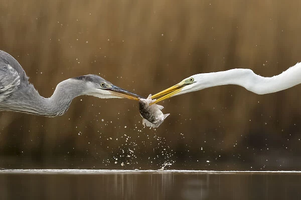 Great egret (Ardea alba) fighting over fish with Grey heron (Ardea cinerea) Lake Csaj