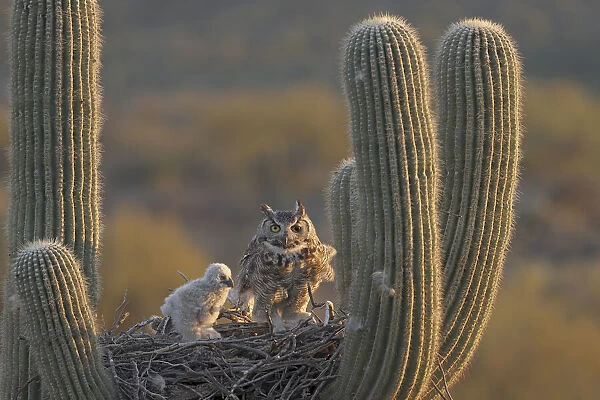 Great horned owls (Bubo virginianus), adult and chick, on nest in Saguaro cactus