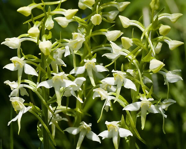 Greater butterfly orchid (Platanthera chlorantha) Lower Woods, Gloucestershire, England
