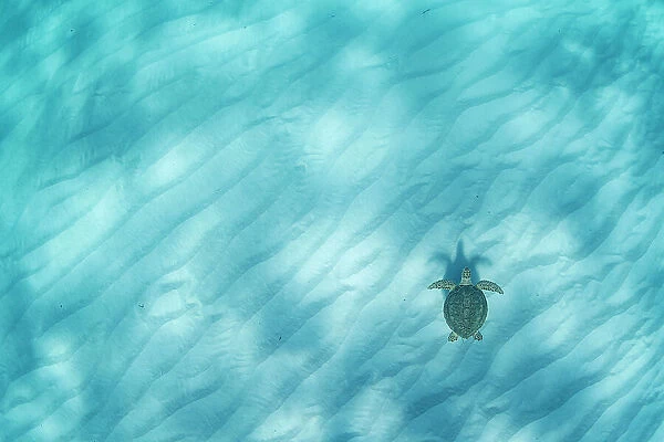 Green sea turtle (Chelonia mydas) swimming over sand ripples in shallow water, Eleuthera, Bahamas. Endangered