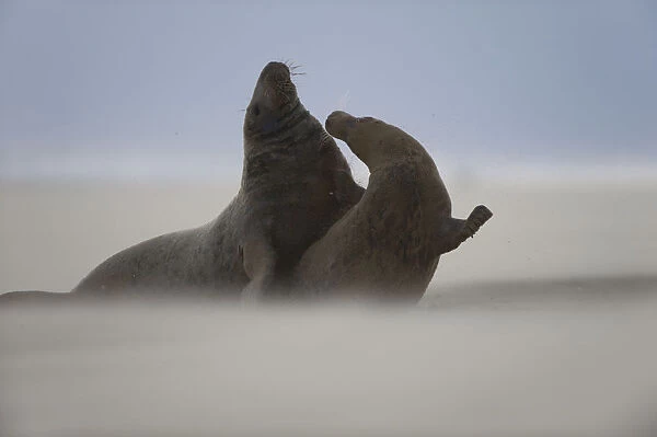 Grey seal (Halichoerus grypus) pair with wind blowing sand, Donna Nook, Lincolnshire