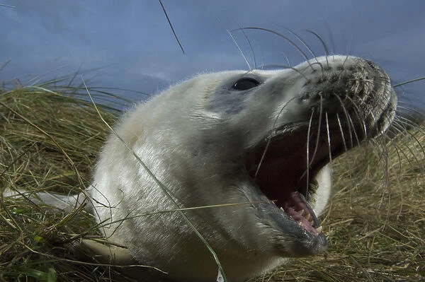 Grey seal (Halichoerus grypus) pup calling, Donna Nook, Lincolnshire, UK, November 2008