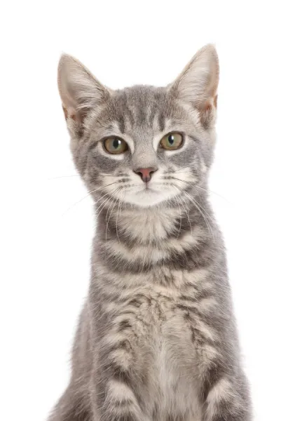 Grey tabby kitten