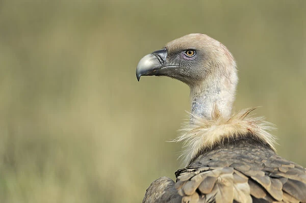 Griffon vulture (Gyps fulvus) portrait, Serra de Beumort, Gerri de la Sal, Catalonia