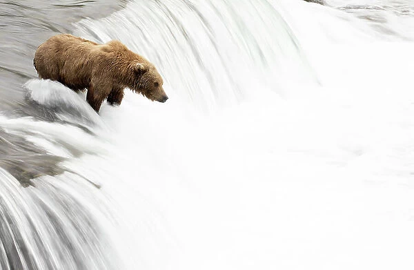 Grizzly bear (Ursus arctos) watching for Salmon at top of waterfall, Brooks Falls, Katmai National Park, Alaska, USA. July