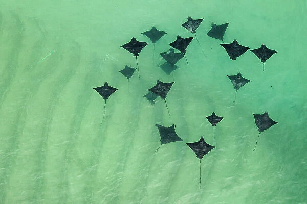 Group of Spotted eagle rays (Aetobatus narinari) swimming in shallow water, Santa Cruz Island, Galapagos National Park, Pacific Ocean. Small repro only