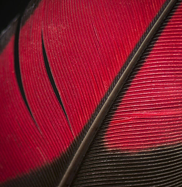 Guinea Turaco (Tauraco persa) wing feather against black background
