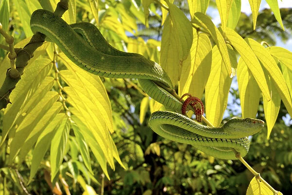 Hagens pit viper (Trimeresurus hageni) in tree, Sumatra