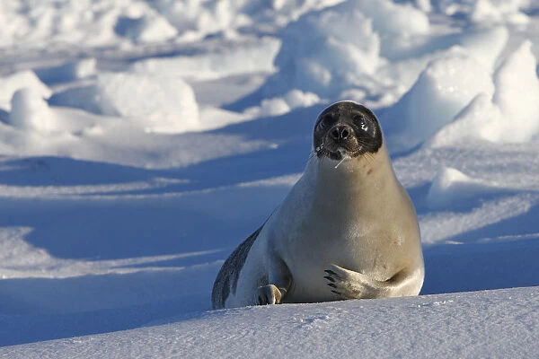 Harp seal (Phoca groenlandica), adult female on the ice, Magdalen Islands, Canada