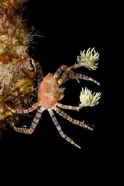 Hawaiian pom-pom  /  boxer crab (Lybia edmondsoni)with anemones (Triactis sp) that