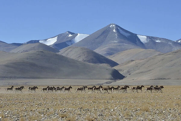 Herd of Tibetan Wild Asses  /  Kiang (Equus kiang) ChangThang, Tso Kar lake
