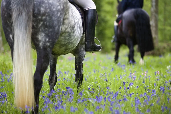 Horse-riding through bluebell wood, Brecon Beacons National Park, Powys, Wales, UK