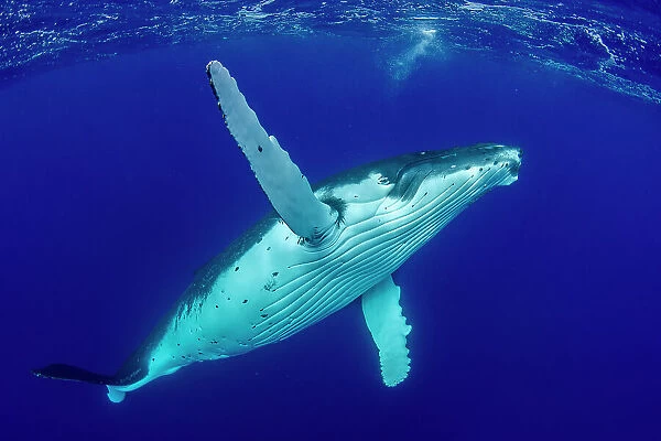 Humpback whale (Megaptera novaeangliae) swimming towards surface, Tubuai, French Polynesia, Pacific Ocean
