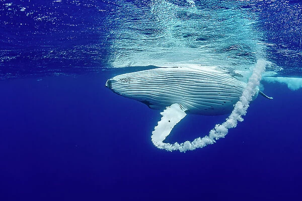 Humpback whale (Megaptera novaeangliae) creating bubble arc with fin at waters surface, Tubuai, French Polynesia, Pacific Ocean