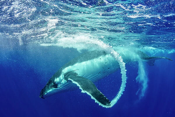 Humpback whale (Megaptera novaeangliae) creating bubble arc with fin after surfacing, Tubuai, French Polynesia, Pacific Ocean