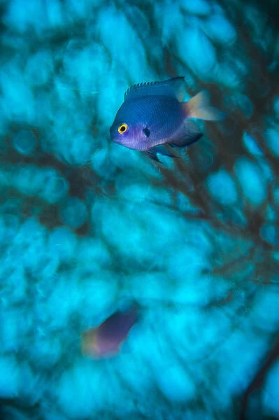 Imitator damselfish (Pomacentrus imitator) male, abstract in in front of a Black coral tree