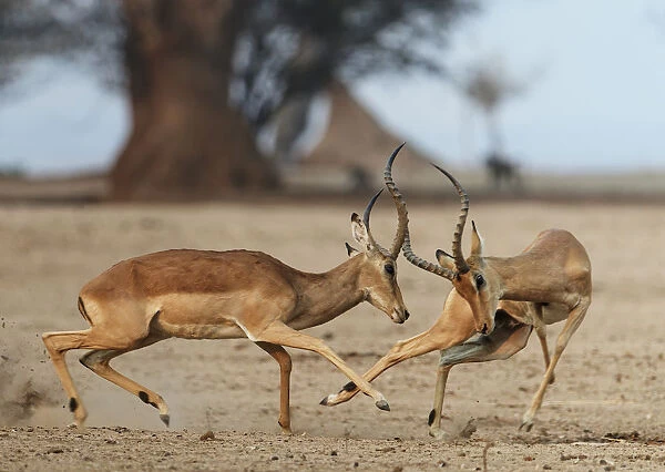 Impala (Aepyceros melampus) two males fighting, Mana Pools National Park, Zimbabwe