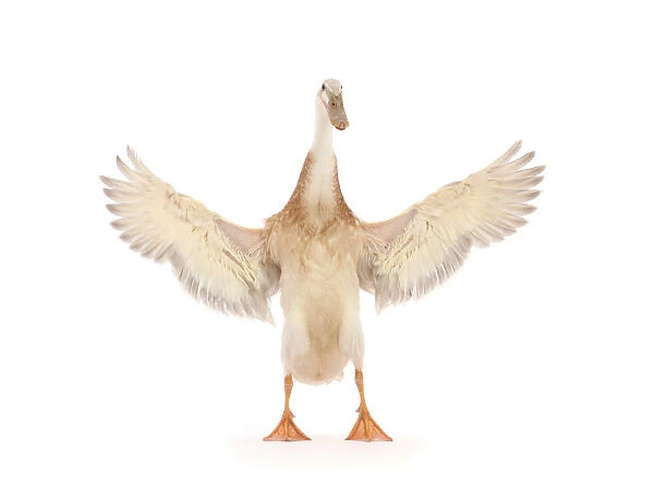 Indian Runner Duck, flapping wings
