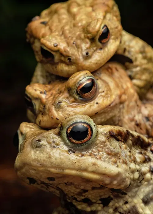 Framed Print : Print of Three Common toads in amplexus Framed Print : Print of Three Common toads in amplexus