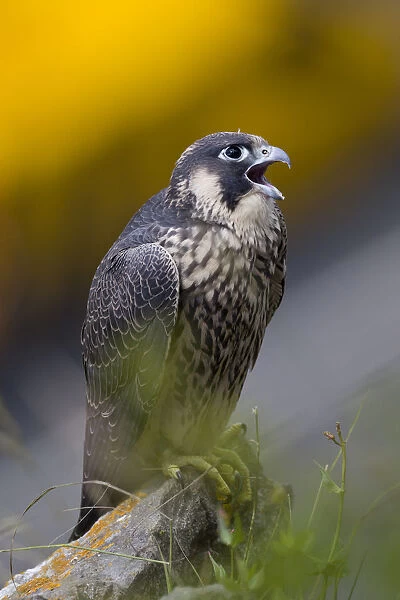 Juvenile Peregrine falcon (Falco peregrinus) vocalising whilst perched in the Avon Gorge