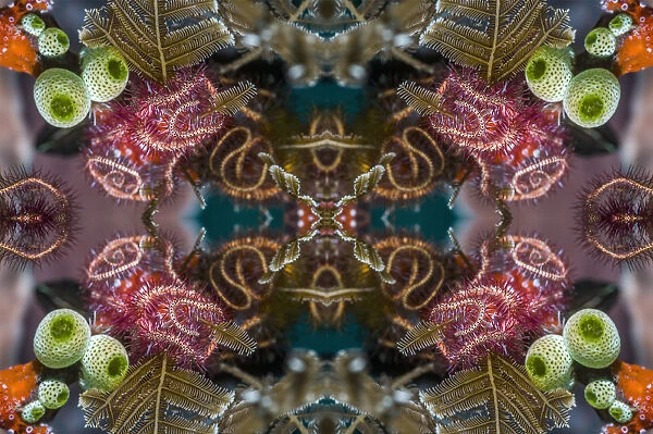 Kaleidoscopic image of brittlestars. Indonesia