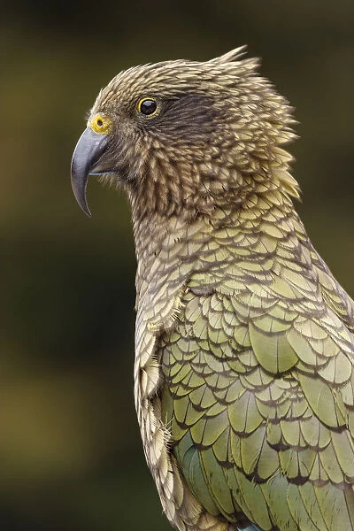 Kea (Nestor notabilis) portrait. The yellow at the top of the beak indicates that