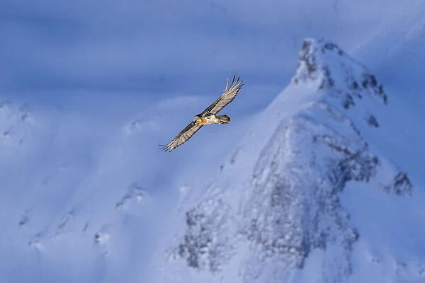Lammergeier (Gypaetus barbatus) in flight over winter landscape with snow, Leukerbad